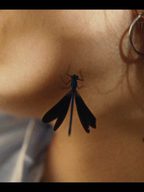 ODONATA